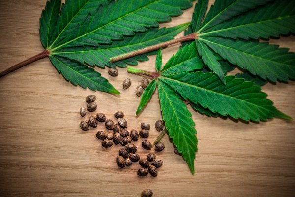 Best Cannabis Seeds